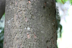 Aphanamixis polystachya